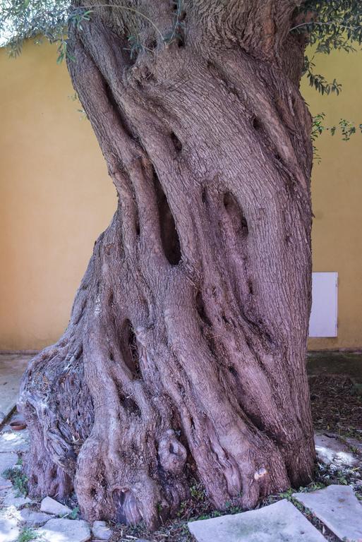 Agriturismo Borgo Degli Ulivi Canicattini Bagni 外观 照片